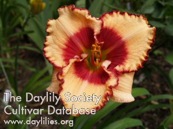 Daylily Dream of Summer